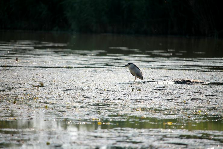 Bild 17: Abenteuerlicher  Sommer am Theiß-See 