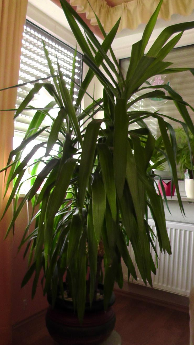 Bild 1: Yucco Palme, 180cm hoch, 2 stämmig, gut gewachsen ausladend.