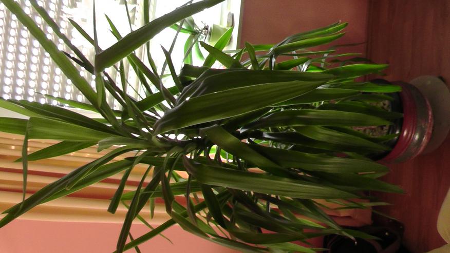 Bild 2: Yucco Palme, 180cm hoch, 2 stämmig, gut gewachsen ausladend.