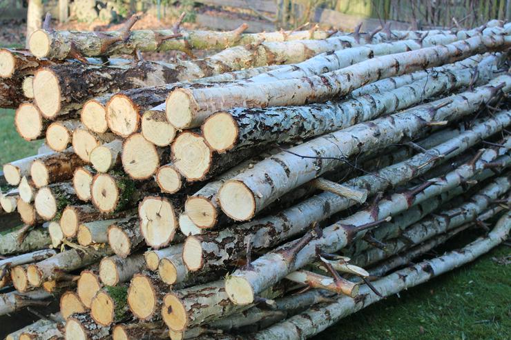 Bild 2: natürliches Birkenholz zum Basteln, Dekorieren und Heimwerken 
