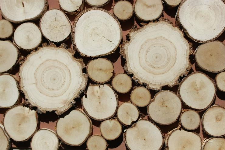 Baumscheiben aus verschiedenen Holzarten zur Deko und zum Basteln