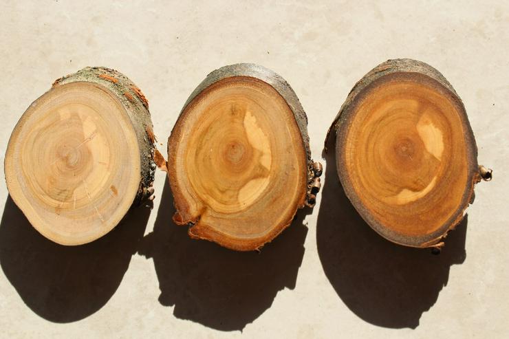 Bild 4: Baumscheiben aus verschiedenen Holzarten zur Deko und zum Basteln