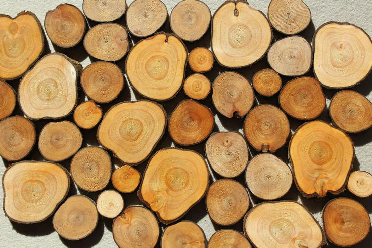 Bild 2: Baumscheiben aus verschiedenen Holzarten zur Deko und zum Basteln
