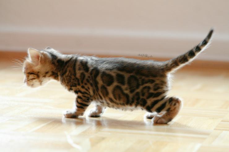 Bengalkitten,  Bengalkater, Bengalkatze,Bengal - Rassekatzen - Bild 10