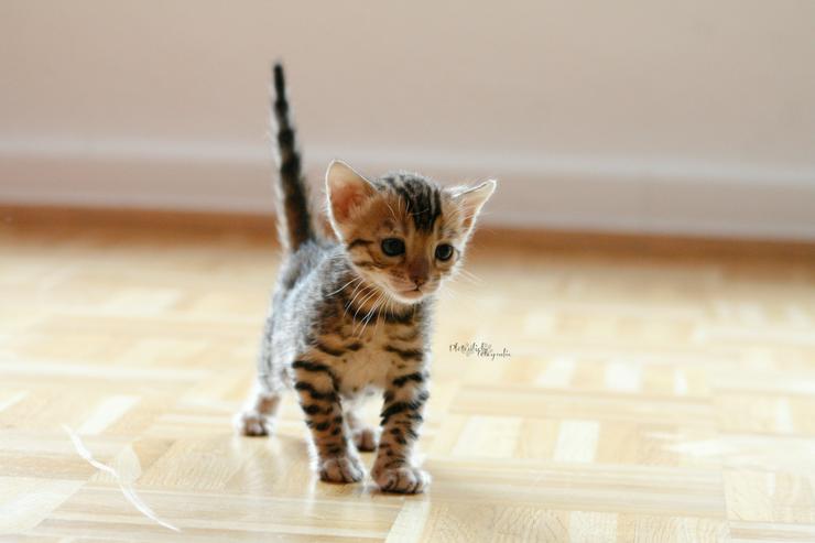 Bild 9: Bengalkitten,  Bengalkater, Bengalkatze,Bengal