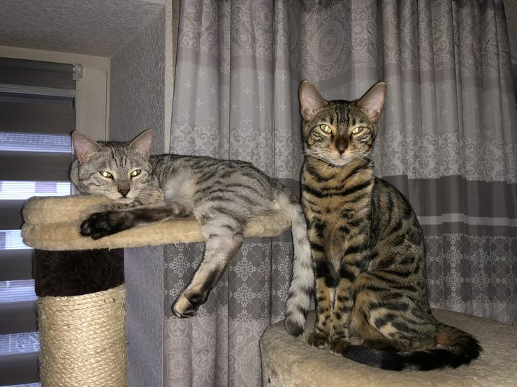 Bengal Katzen  - Rassekatzen - Bild 13