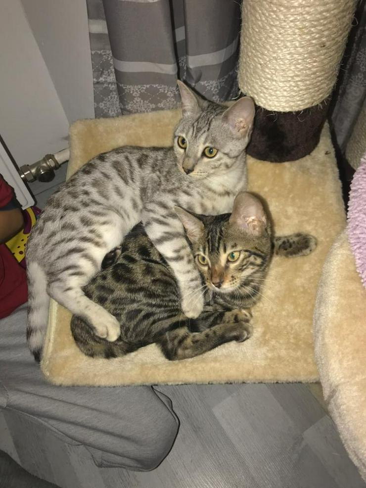 Bengal Katzen  - Rassekatzen - Bild 9