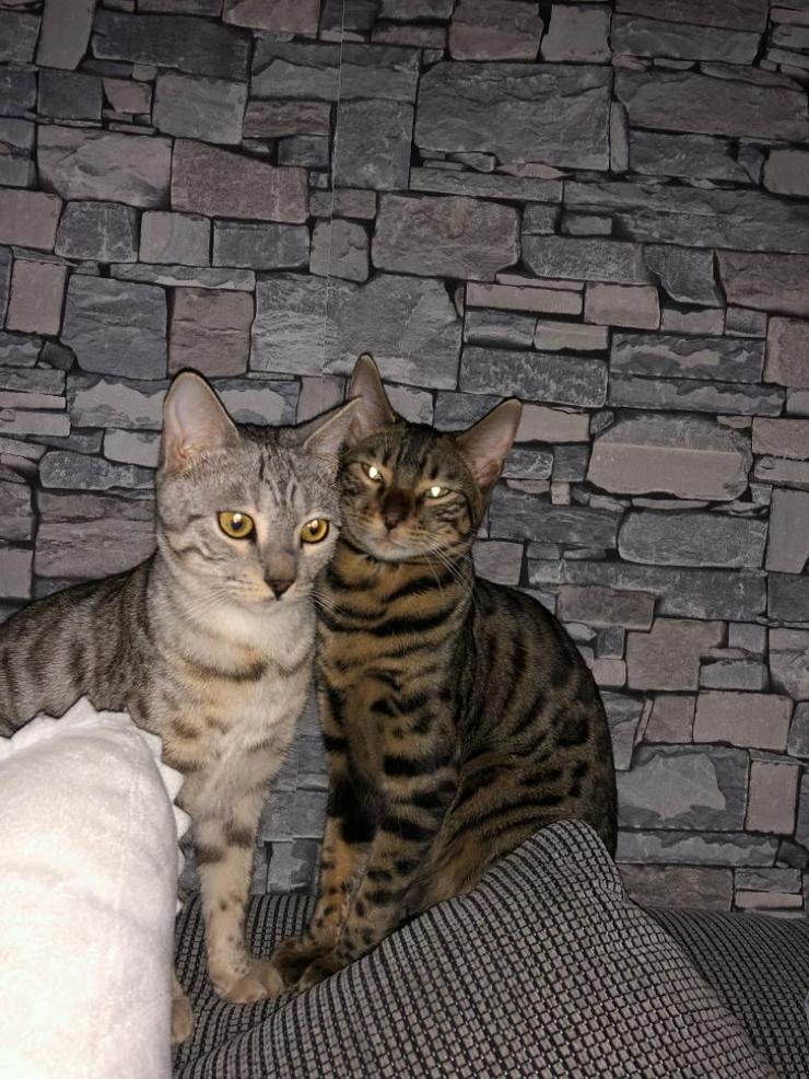 Bild 7: Bengal Katzen 