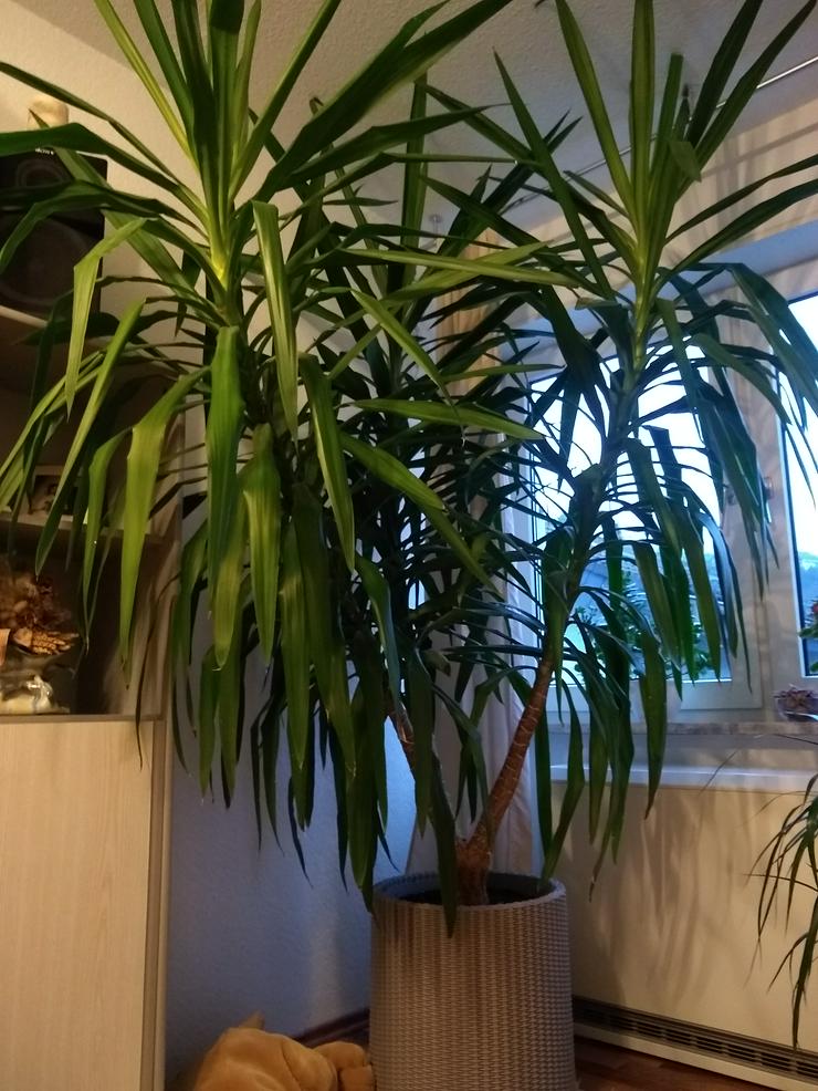 Zimmerpflanze Juccapalme ca. 240 cm hoch