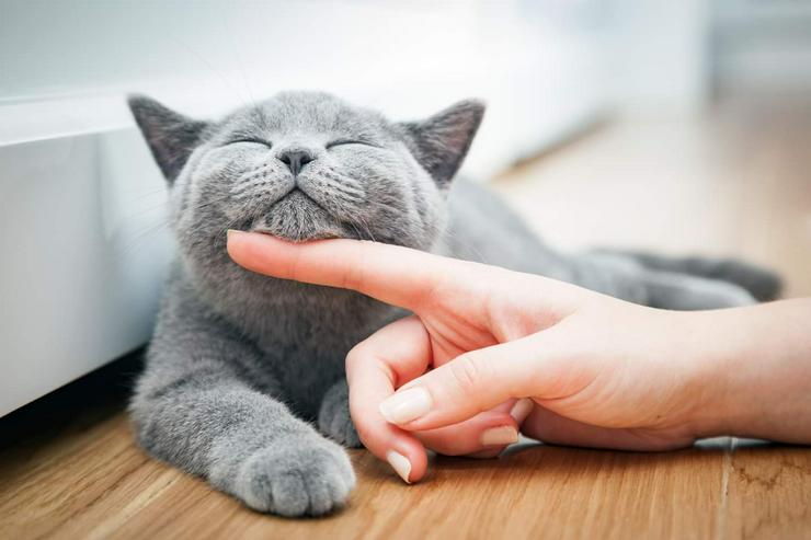 Katzenverhaltensberatung und Katzenbetreuung im eigenen Heim während Ihrer Abwesenheit - Tierbetreuung & Training - Bild 2