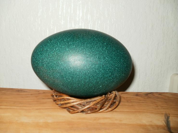 Bild 1: EMU Eier frisch