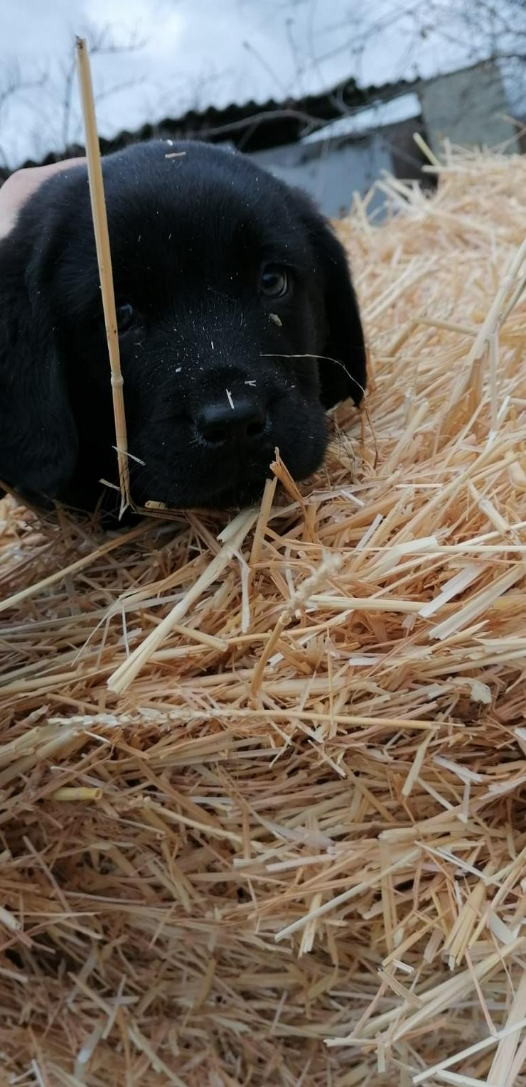 Labrador Retriever Welpe sucht noch seine Familie  - Rassehunde - Bild 2