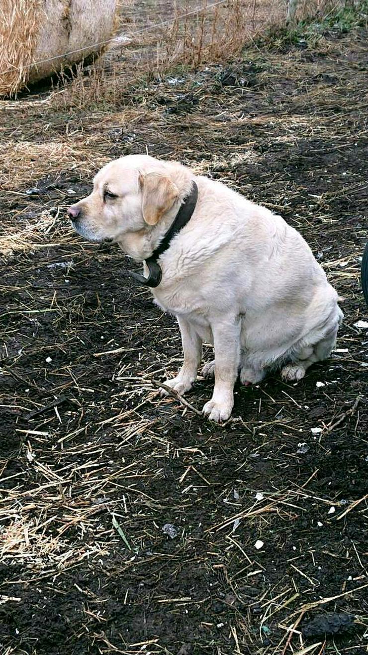 Bild 5: Labrador Retriever Welpe sucht noch seine Familie 