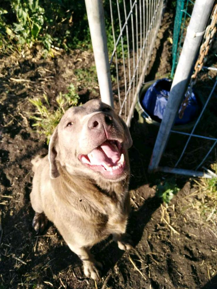 Bild 8: Labrador Retriever Welpe sucht noch seine Familie 