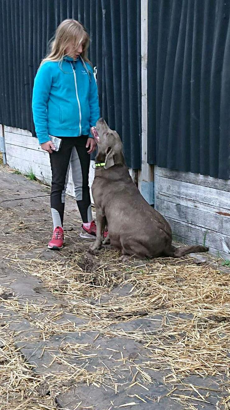 Bild 7: Labrador Retriever Welpe sucht noch seine Familie 