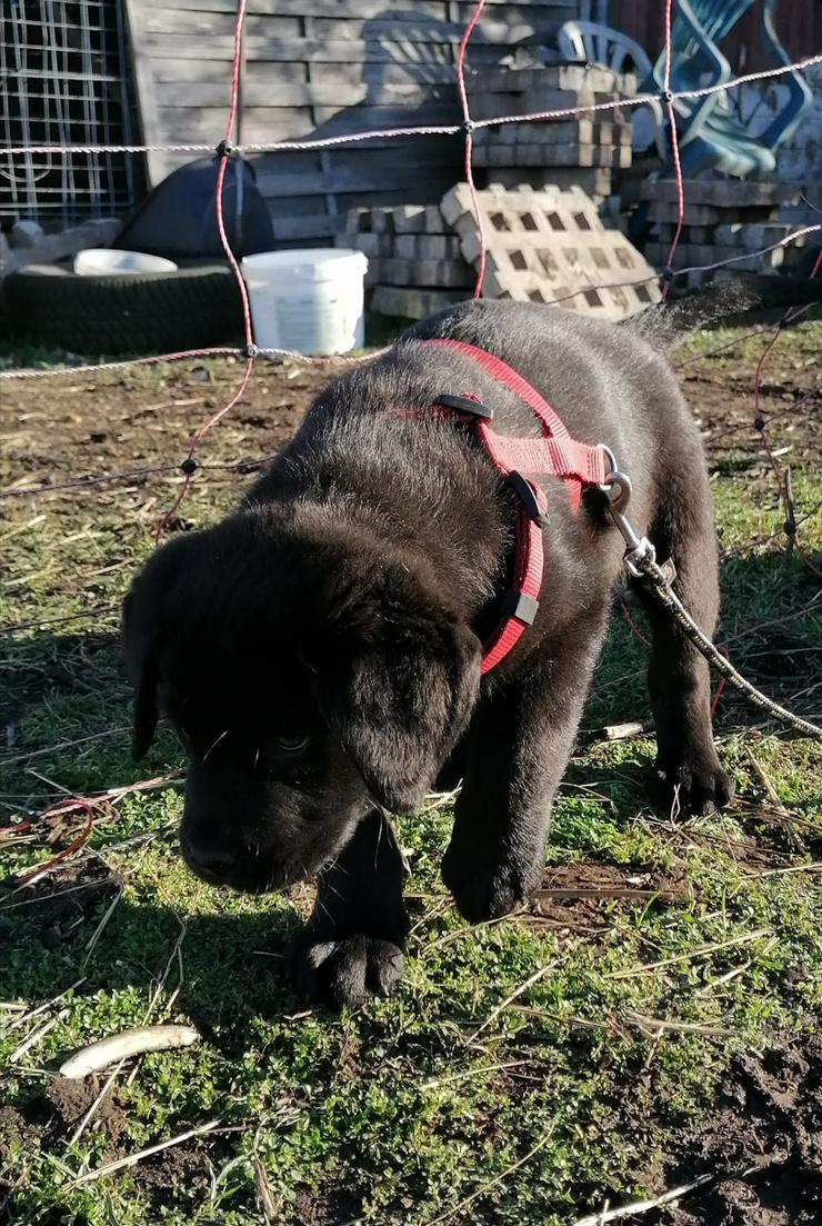 Labrador Retriever Welpe sucht noch seine Familie  - Rassehunde - Bild 3