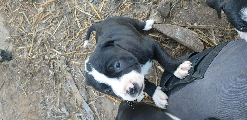 Bild 8: American Bulldog Mix Welpen 