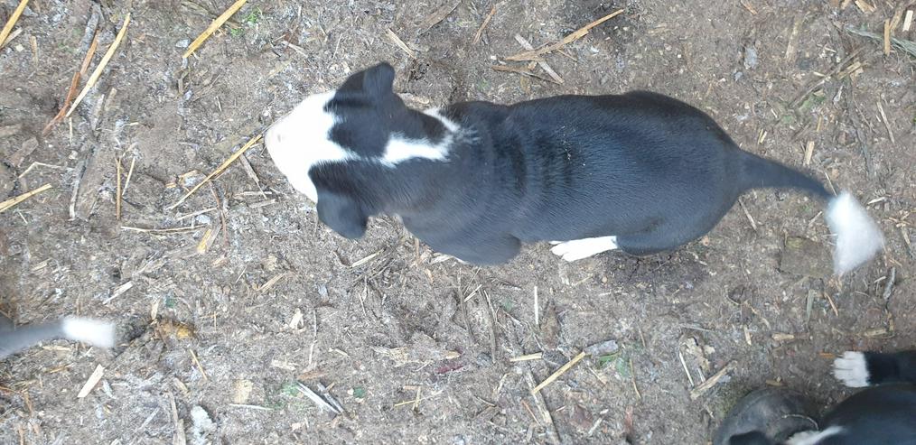 American Bulldog Mix Welpen  - Mischlingshunde - Bild 1