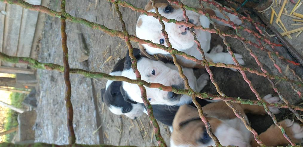 Bild 10: American Bulldog Mix Welpen 