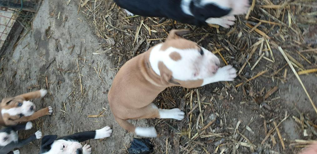 Bild 7: American Bulldog Mix Welpen 