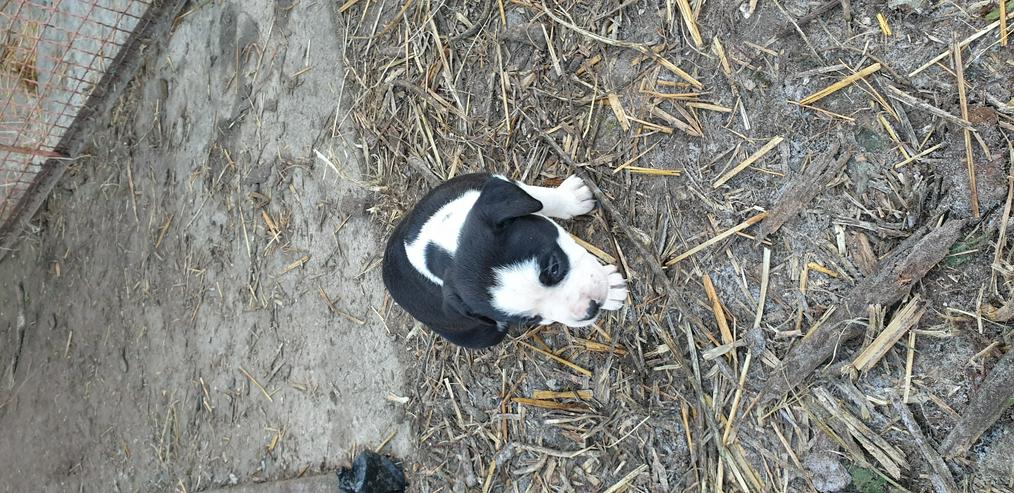 Bild 9: American Bulldog Mix Welpen 