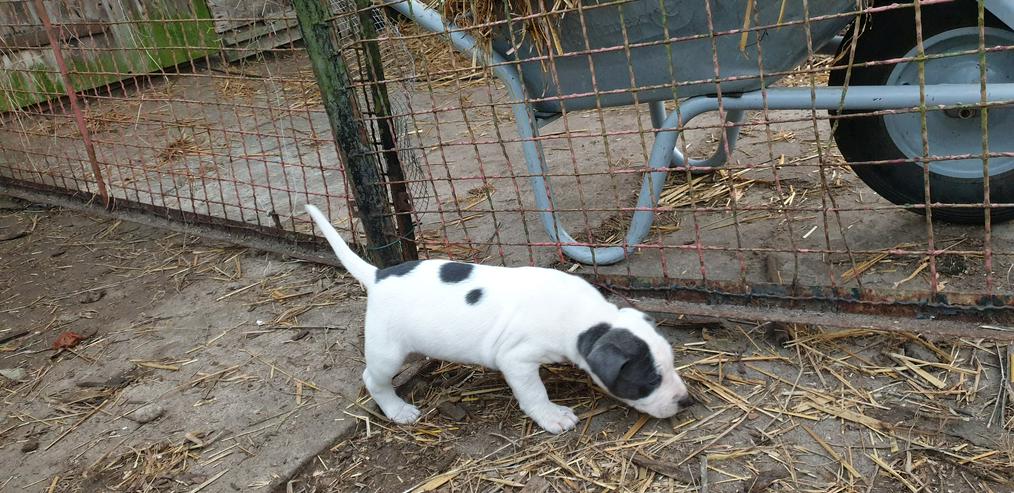 Bild 12: American Bulldog Mix Welpen 