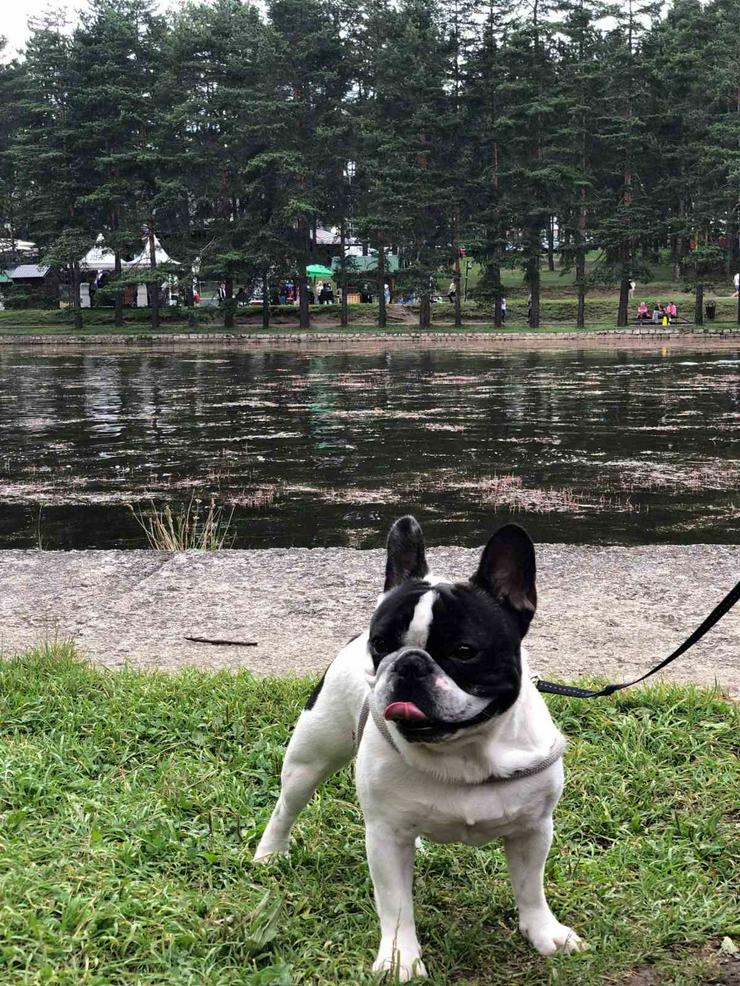 Bild 9: Reinrassigen Französische Bulldogge Welpen