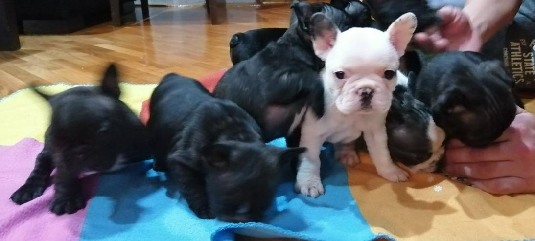 Bild 7: Reinrassigen Französische Bulldogge Welpen