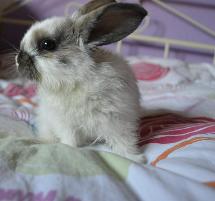 Mina aufgeweckte Zwergkaninchendame sucht Deutschlandweit ein neues Zuhause (geimpft/ - Kaninchen & Hasen - Bild 2