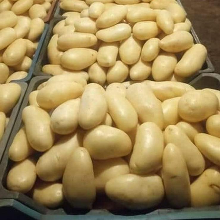 A Grade frische Kartoffeln zu verkaufen.