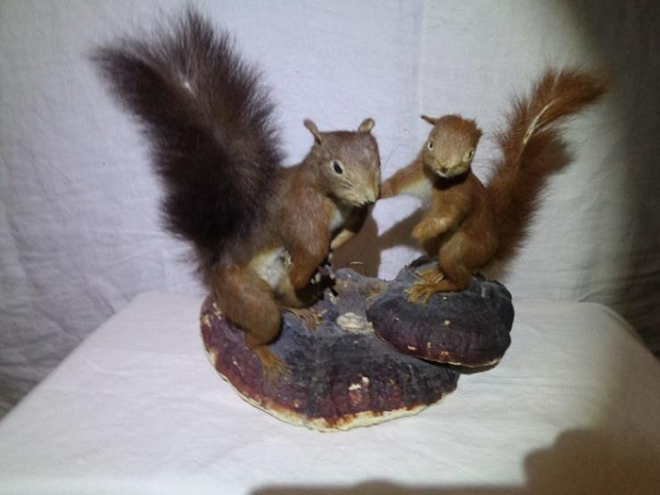 Bild 2: Dekoration Alt + Wunderschön 2 Eichhörnchen 