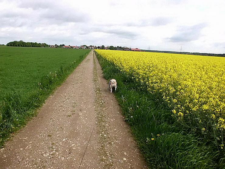 Bild 16: Hundeferien mit Familienanschluss