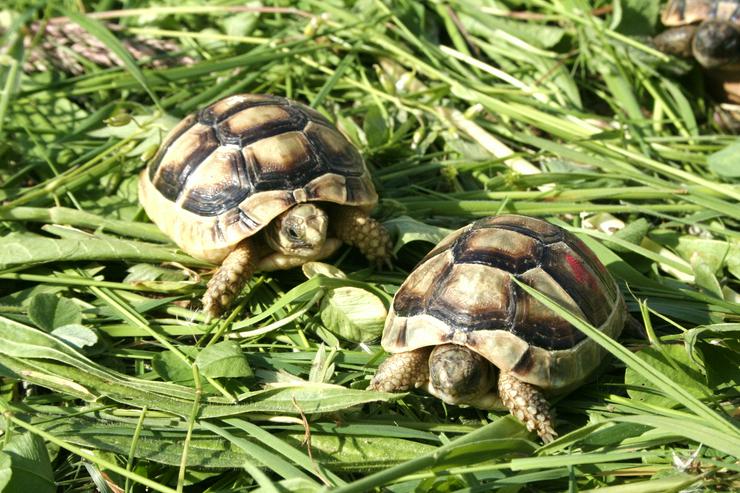Breitrandschildkröten, Landschildkröten, Testudo marginata