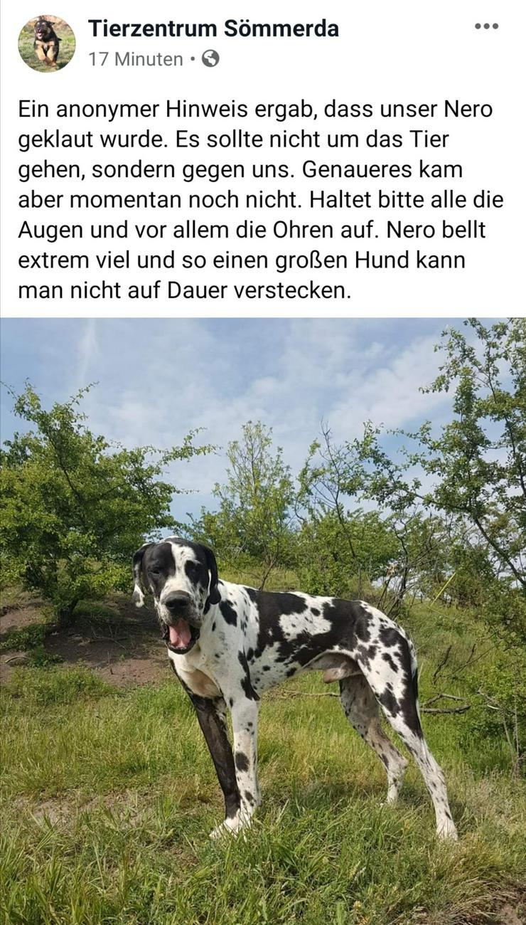 Gestohlen Deutsche Dogge 