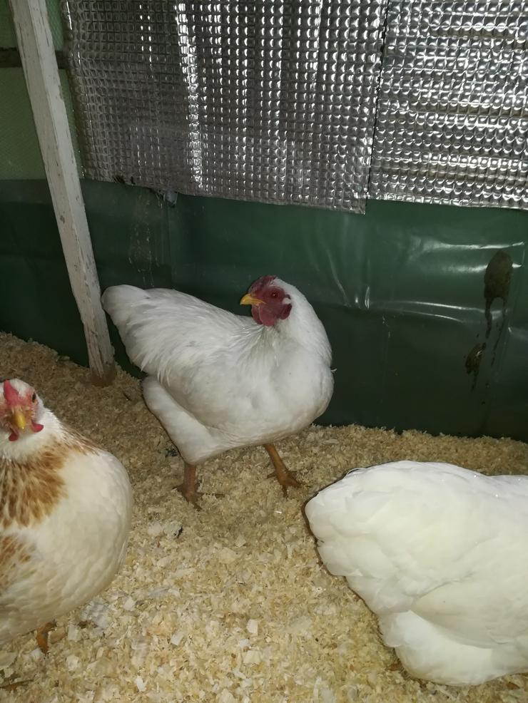 Zwergwyandotten Hahn weiß abzugeben  - Hühner & Puten - Bild 1
