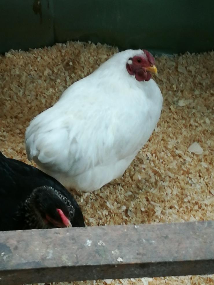 Zwergwyandotten Hahn weiß abzugeben  - Hühner & Puten - Bild 4