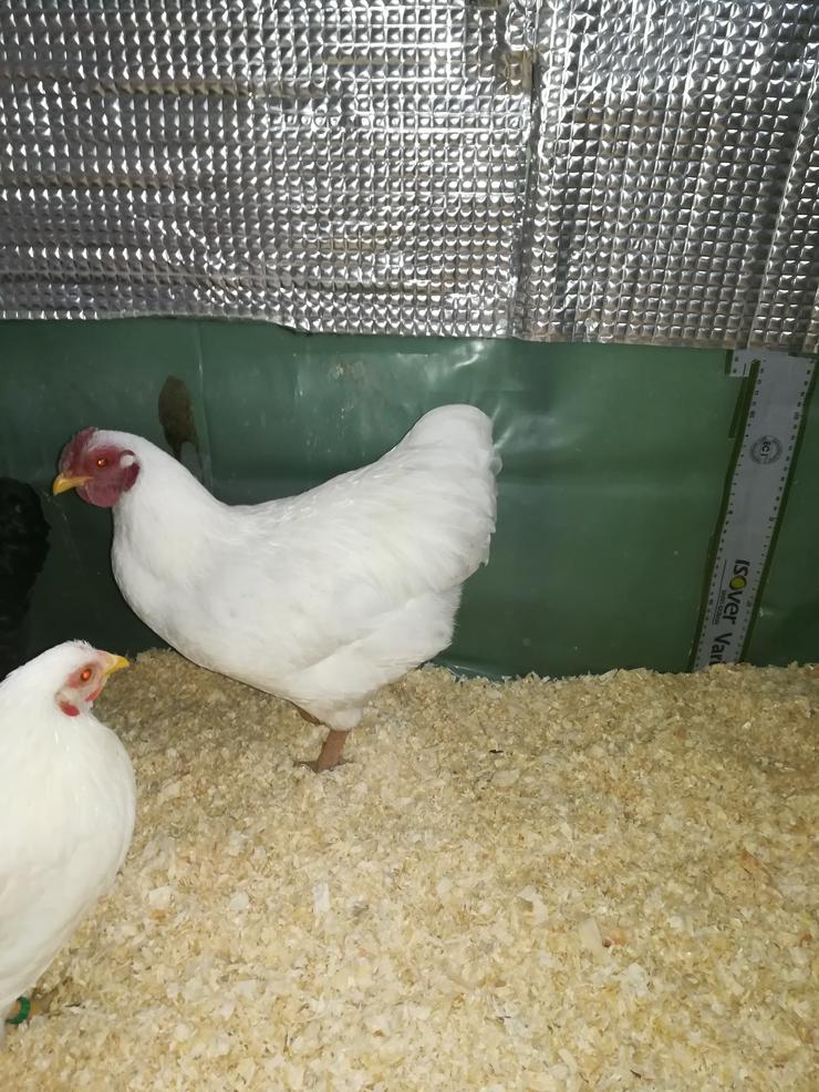 Zwergwyandotten Hahn weiß abzugeben  - Hühner & Puten - Bild 3