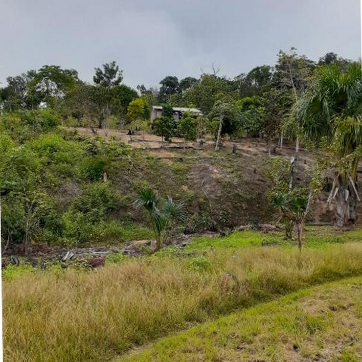 Brasilien 100 Ha Tiefpreis - Grundstück in der Nähe von Autazes AM - Grundstück kaufen - Bild 4
