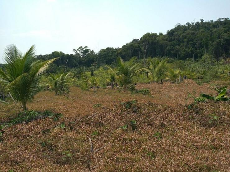 Brasilien 25 Ha grosses Tiefpreis-Grundstück Region Manaus