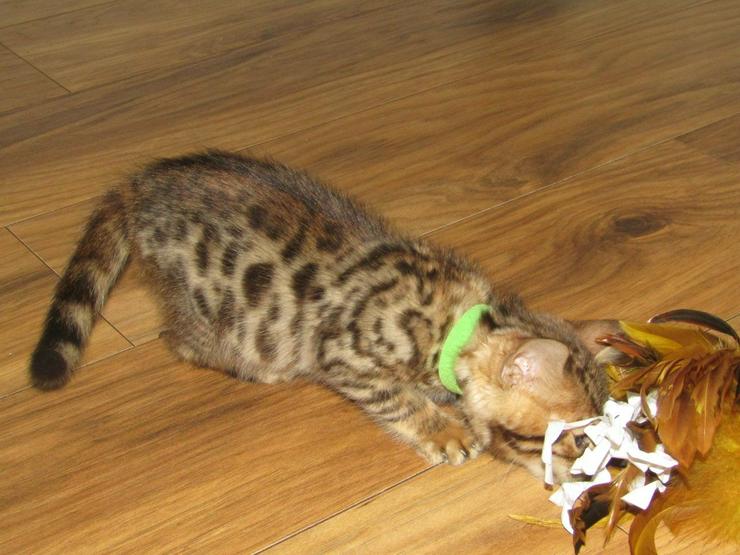 Bild 5: Brown Rosetted Male Bengal