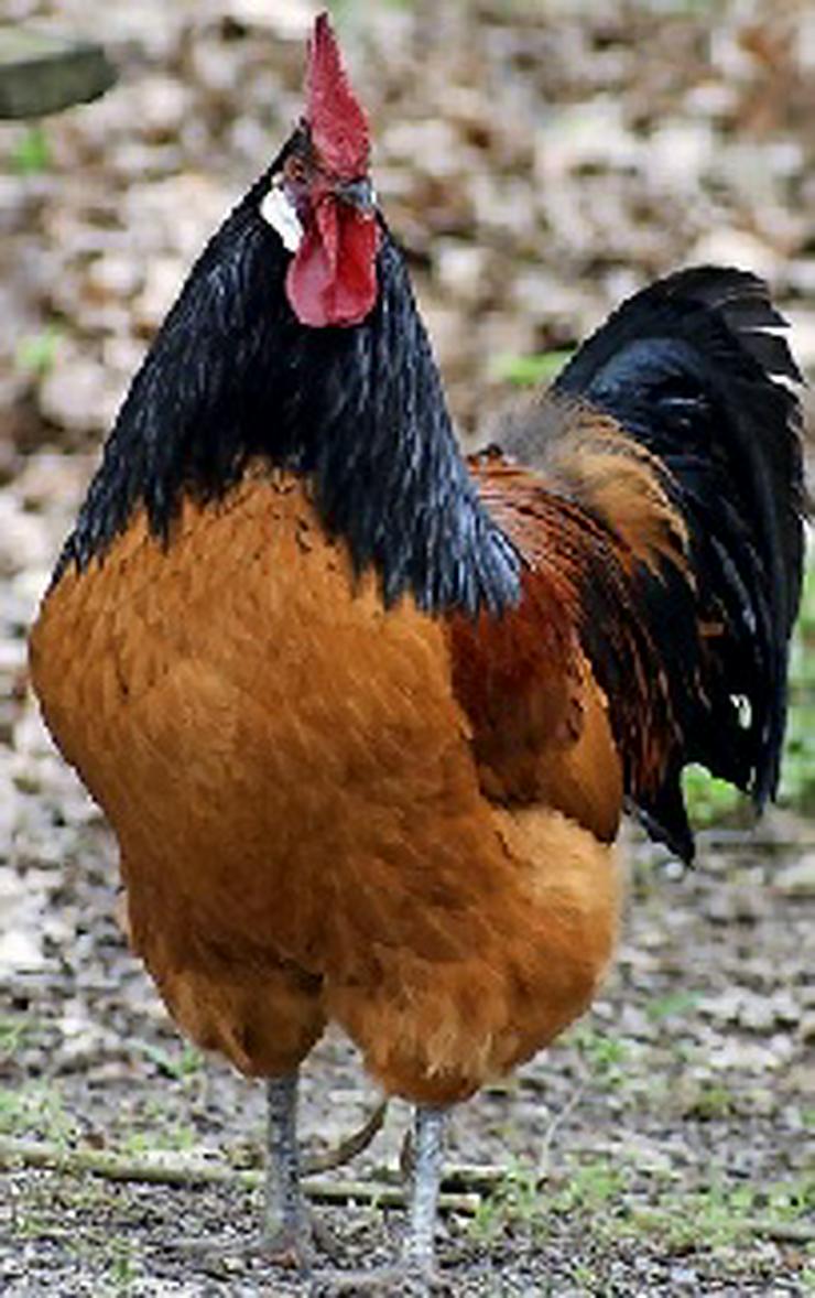 Bild 6: Ab april 2021 abzugeben vorbestellen jetzt ! Vorwerk Hühner aus Rassegeflügelzucht abzugeben zu verkaufen, Aus Nachzüchtung von Privat abzugeben.
