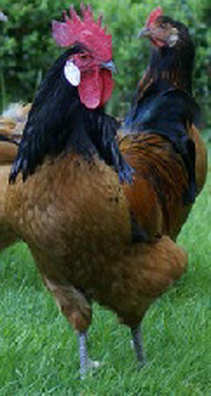 Bild 5: Ab april 2021 abzugeben vorbestellen jetzt ! Vorwerk Hühner aus Rassegeflügelzucht abzugeben zu verkaufen, Aus Nachzüchtung von Privat abzugeben.