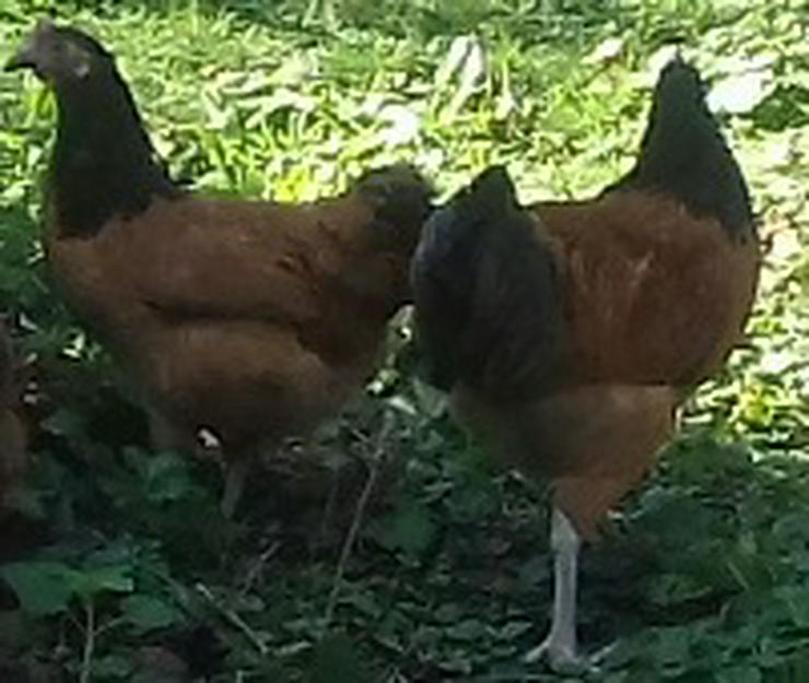 Bild 8: Ab april 2021 abzugeben vorbestellen jetzt ! Vorwerk Hühner aus Rassegeflügelzucht abzugeben zu verkaufen, Aus Nachzüchtung von Privat abzugeben.