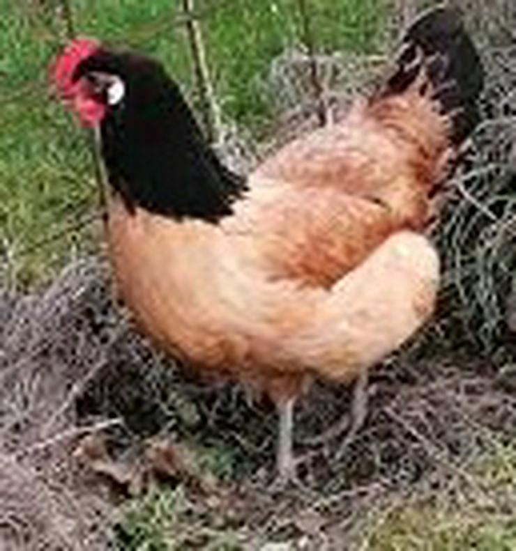 Bild 7: Ab april 2021 abzugeben vorbestellen jetzt ! Vorwerk Hühner aus Rassegeflügelzucht abzugeben zu verkaufen, Aus Nachzüchtung von Privat abzugeben.