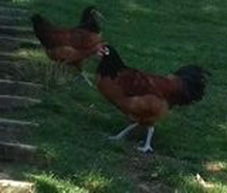 Ab april 2021 abzugeben vorbestellen jetzt ! Vorwerk Hühner aus Rassegeflügelzucht abzugeben zu verkaufen, Aus Nachzüchtung von Privat abzugeben. - Hühner & Puten - Bild 1