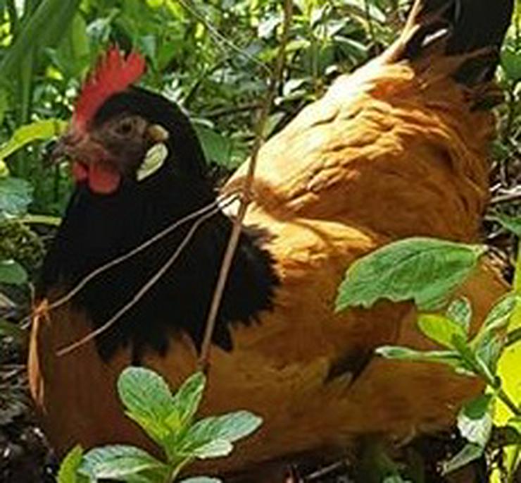Bild 3: Ab april 2021 abzugeben vorbestellen jetzt ! Vorwerk Hühner aus Rassegeflügelzucht abzugeben zu verkaufen, Aus Nachzüchtung von Privat abzugeben.