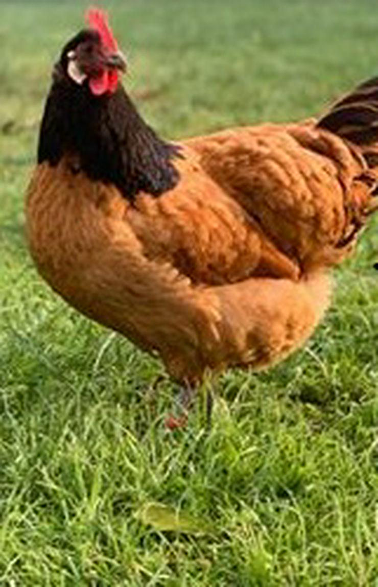 Bild 4: Ab april 2021 abzugeben vorbestellen jetzt ! Vorwerk Hühner aus Rassegeflügelzucht abzugeben zu verkaufen, Aus Nachzüchtung von Privat abzugeben.