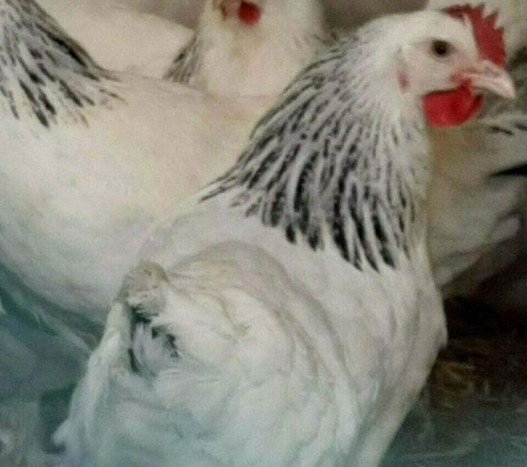 Bild 1: Nachzüchtung, RASSE  Sussex schwarz weis, gesäumt .. Hühner & Hähne, Araucana Hühner, Grünleger Hühner in kürze abzugeben zu verkaufen Privat Verkauf, Reservationen jetzt möglich 
