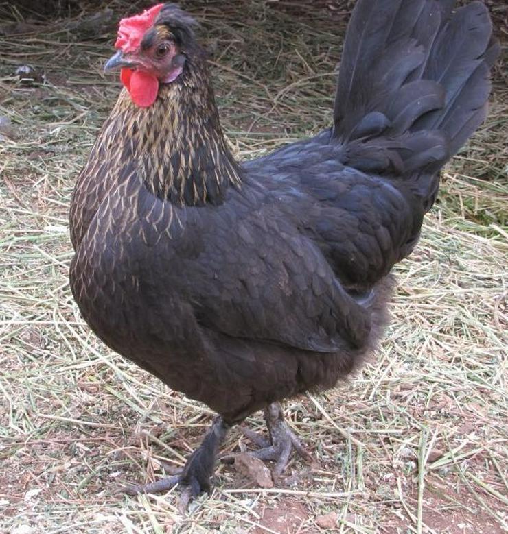 Bild 8: Nachzüchtung, RASSE  Sussex schwarz weis, gesäumt .. Hühner & Hähne, Araucana Hühner, Grünleger Hühner in kürze abzugeben zu verkaufen Privat Verkauf, Reservationen jetzt möglich 