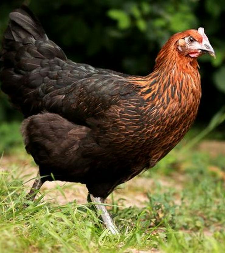 Bild 6: Nachzüchtung, RASSE  Sussex schwarz weis, gesäumt .. Hühner & Hähne, Araucana Hühner, Grünleger Hühner in kürze abzugeben zu verkaufen Privat Verkauf, Reservationen jetzt möglich 